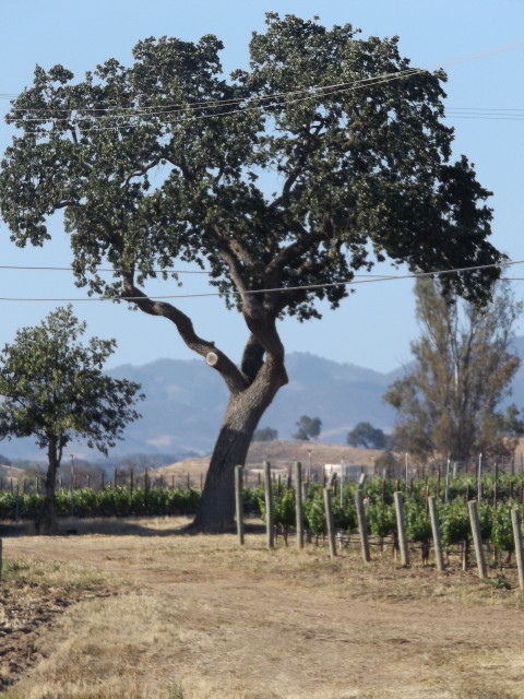 Beckmen Vineyard Tree