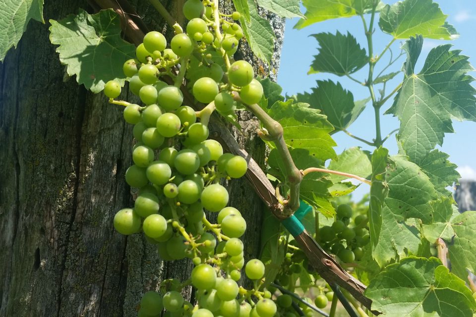 Missouri Local Wine Tasting Grapevine - Grapes