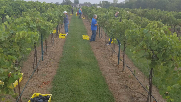 Chambourcin Wine Harvest Volunteers at Rowe Ridge Vineyard & Winery by Impeccably Paired