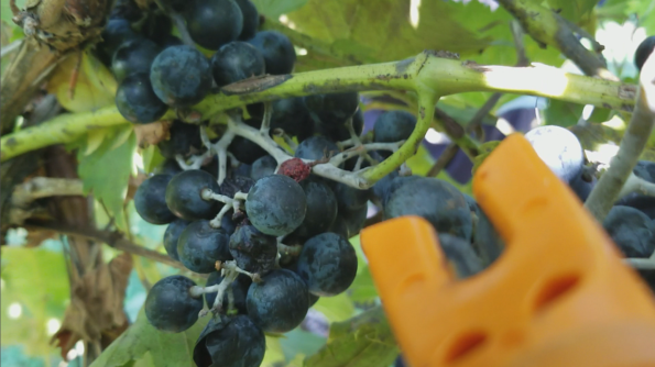 Chambourcin Wine Harvest at the Rowe Ridge Family Farm by Impeccably Paired